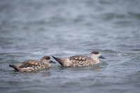 Creasted duck