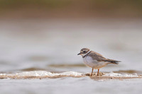 Kentish plover / Sieweczka morska