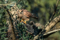 Kestrel / Pustułka