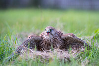 Kestrel / Pustułka