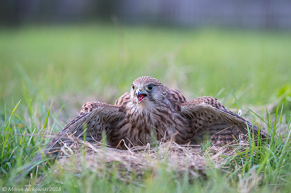 Kestrel / Pustułka