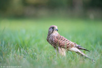 Kestrel / Pustułka
