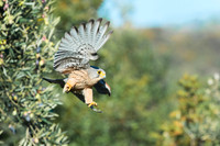 Kestrel / Pustułka