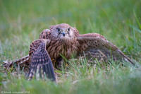 Kestrel / Pustułka
