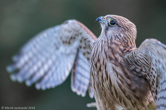 Kestrel / Pustułka