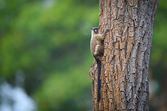 Black-tailed Marmoset