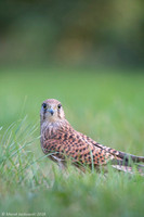 Kestrel / Pustułka