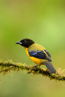 Black-chinned Mountain Tanager