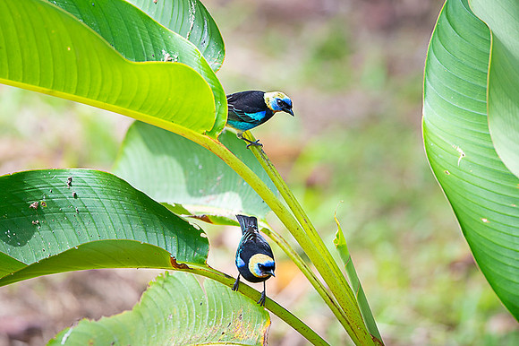 Golden-hooded Tanager