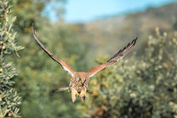 Kestrel / Pustułka