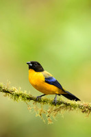 Black-chinned Mountain Tanager