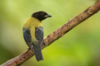 Black-chinned Mountain Tanager