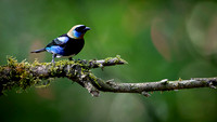 Golden-hooded Tanager