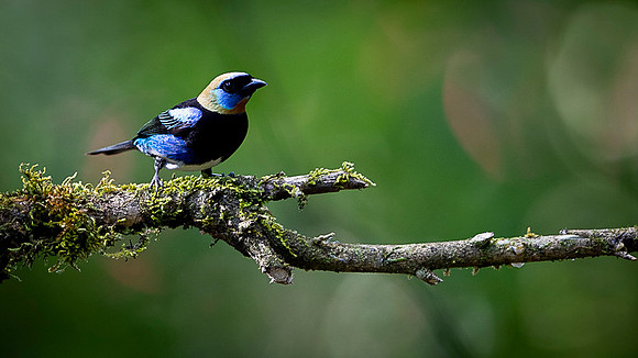 Golden-hooded Tanager