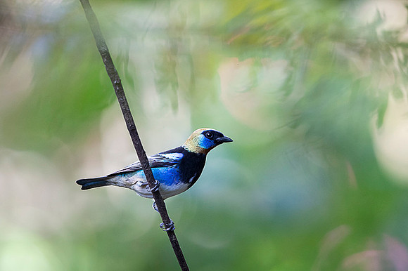 Golden-hooded Tanager