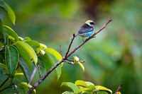 Golden-hooded Tanager