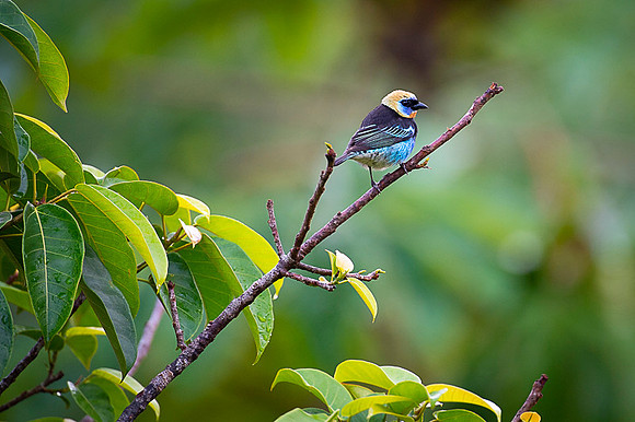 Golden-hooded Tanager