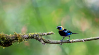 Golden-hooded Tanager