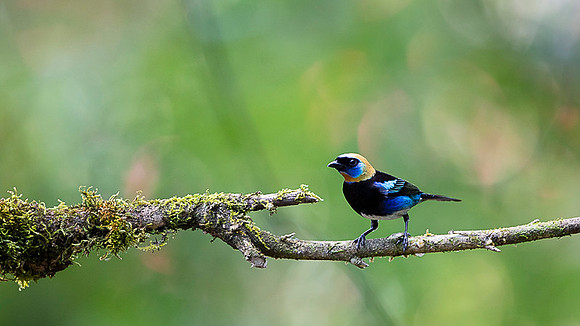 Golden-hooded Tanager