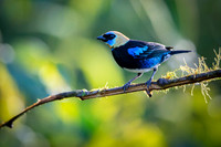 Golden-hooded Tanager