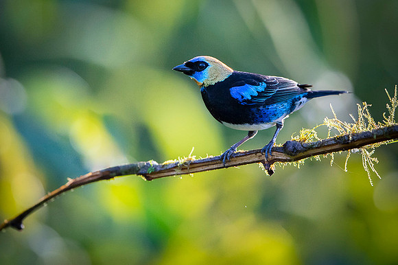 Golden-hooded Tanager