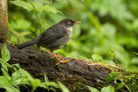Black-headed Nightingale-Thrush