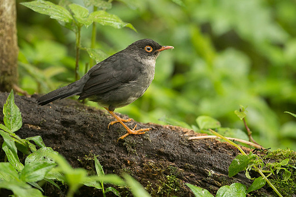 Black-headed Nightingale-Thrush
