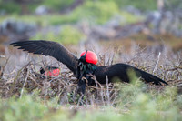 Magnificent Frigate Bird