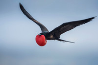 Magnificent Frigate Bird