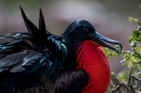 Magnificent Frigate Bird