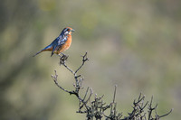 Rufous-tailed plantcutter