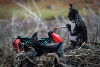 Magnificent Frigate Bird