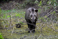 Brazilian Tapir