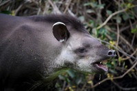Brazilian Tapir