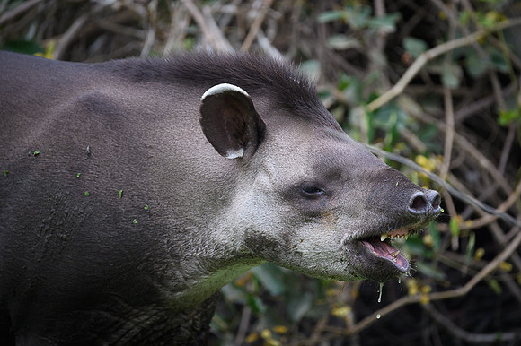 Brazilian Tapir