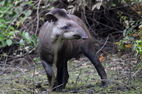 Brazilian Tapir