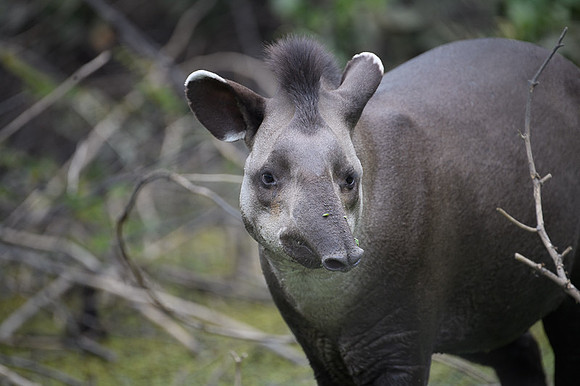 Brazilian Tapir