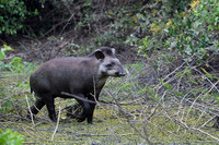 Brazilian Tapir