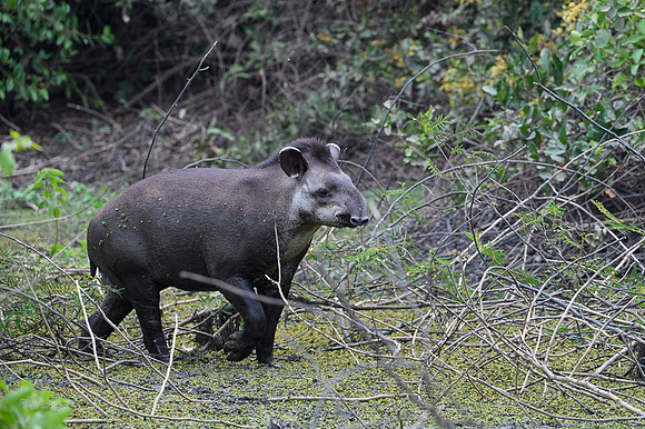 Brazilian Tapir