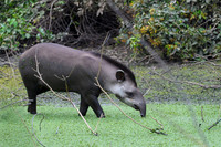 Brazilian Tapir
