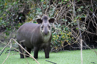 Brazilian Tapir