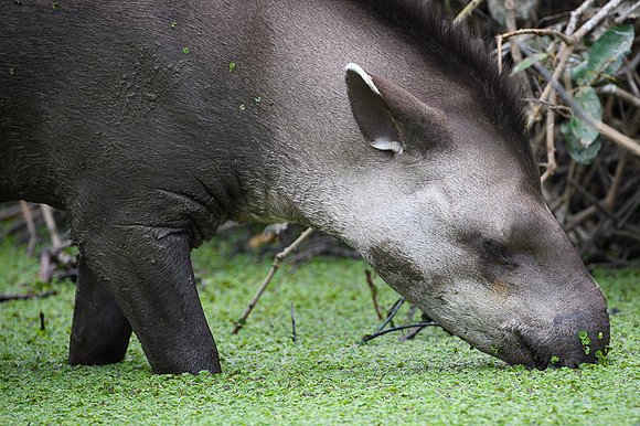 Brazilian Tapir