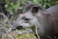 Brazilian Tapir