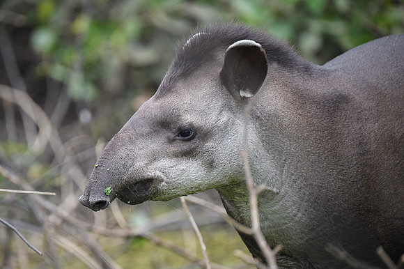 Brazilian Tapir