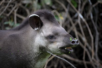 Brazilian Tapir