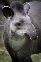 Brazilian Tapir