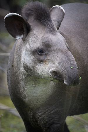 Brazilian Tapir
