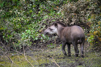 Brazilian Tapir