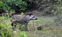 Brazilian Tapir