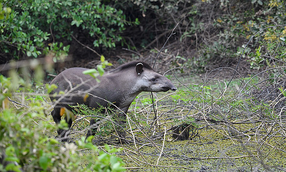 Brazilian Tapir